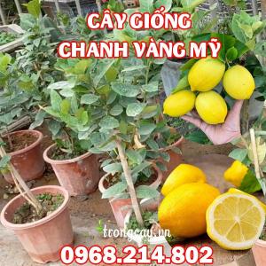 Mua Cây Cây Giống Chanh Vàng Mỹ Ở Đâu Và Bao Nhiêu Tiền 1 Cây