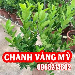 Mua Cây Cây Chanh Mỹ Ở Đâu Và Bao Nhiêu Tiền 1 Cây