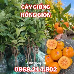 Cây Giống Hồng Giòn