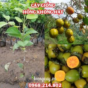 Cây Giống Hồng Không Hạt