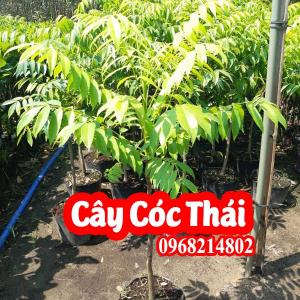 Địa Chỉ Bán Cây Cóc Thái Lùn Siêu Quả