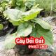 Mua Cây Giống Dổi Đất(Lá Dổi) Ở Đâu Và Bao Nhiêu Tiền 1 Cây