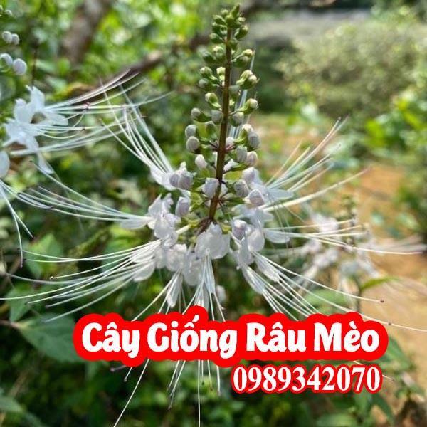 Mua Cây Giống Râu Mèo - Vị Thuốc Quý Từ Thiên Nhiên
