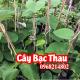 Cây Giống Bạc Thau Mua Ở Đâu Và Bao Nhiêu Tiền