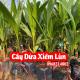 Cây Giống Dừa Xiêm Lùn - Mua Cây Giống Dừa Xiêm Lùn Ở Đâu Và Bao Nhiêu Tiền