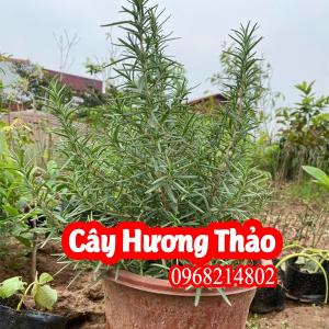 Địa Chỉ Bán Cây Hương Thảo Và Hướng Dẫn Chăm Sóc