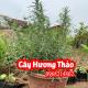 Địa Chỉ Bán Cây Hương Thảo Và Hướng Dẫn Chăm Sóc