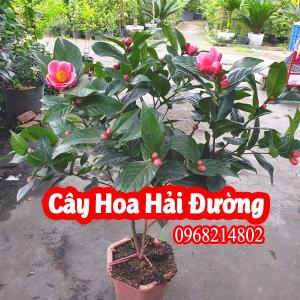 Đia Chỉ Bán Cây Hoa Hải Đường Và Mua Hoa Hải Đường Ở Đâu