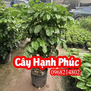 Mua Cây Hạnh Phúc Ở Đâu Và Bao Nhiêu Tiền 1 Cây