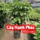 Mua Cây Hạnh Phúc Ở Đâu Và Bao Nhiêu Tiền 1 Cây