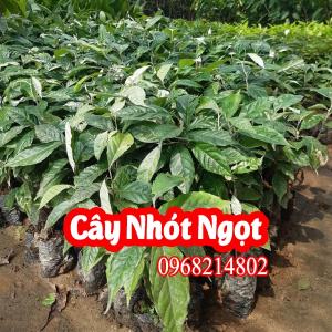 Cây Nhót Ngọt – Đặc Sản Dễ Trồng, Quả Ngọt Đậm Đà