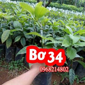 Mua Cây Giống Bơ 34 Ở Đâu Và Bao Nhiêu Tiền