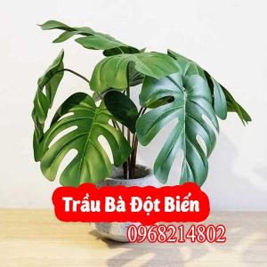 Mua Cây Trầu Bà Đột Biến Ở Đâu Và Bao Nhiêu Tiền 1 Cây