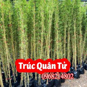 Mua Trúc Quân Tử Ở Đâu Và Bao Nhiêu Tiền 1 Cây