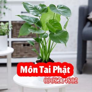 Địa Chỉ Bán Cây Môn Tai Phật Và Bao Nhiêu Tiền 1 Cây