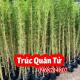 Mua Trúc Quân Tử Ở Đâu Và Bao Nhiêu Tiền 1 Cây