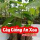 Mua Cây Giống An Xoa Ở Đâu Và Bao Nhiêu Tiền 1 Cây Giống