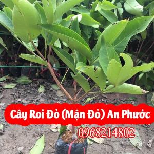 Mua Cây Roi Đỏ An Phước(Mận Đỏ An Phước Ở Đâu) Và Bao Nhiêu Tiền 1 Cây Giống