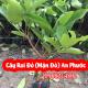 Mua Cây Roi Đỏ An Phước(Mận Đỏ An Phước Ở Đâu) Và Bao Nhiêu Tiền 1 Cây Giống