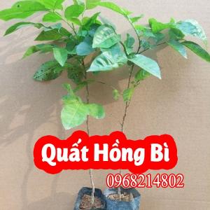 Cây Quất Hồng Bì: Đặc Điểm, Công Dụng Và Cách Trồng Hiệu Quả Nhất