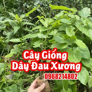 Cây Dây Đau Xương - Thảo Dược Quý Cho Xương Khớp