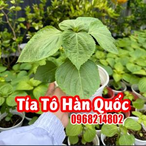 Cây Tía Tô Hàn Quốc: Đặc Điểm, Công Dụng Và Cách Trồng Hiệu Quả