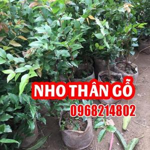 Cây Giống Nho Thân Gỗ Jabuticaba – Đặc Điểm, Cách Trồng Và Chăm Sóc