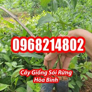 Cây Sói Rừng Thảo Dược Quý Hỗ Trợ Điều Trị Ung Thư Đau Nhức Xương Khớp