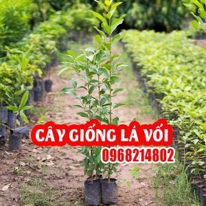 CÂY GIỐNG LÁ VỐI – TRỒNG DỄ, NHIỀU CÔNG DỤNG, GIÁ TRỊ KINH TẾ CAO