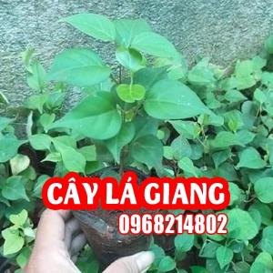 Mua Cây Giống Lá Giang Ở Đâu Và Bao Nhiêu Tiền 1 Cây