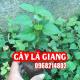 Mua Cây Giống Lá Giang Ở Đâu Và Bao Nhiêu Tiền 1 Cây