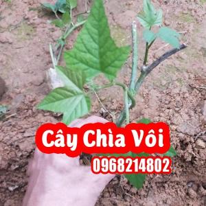 CÂY CHÌA VÔI – GIỐNG CÂY DƯỢC LIỆU QUÝ CHO SỨC KHỎE