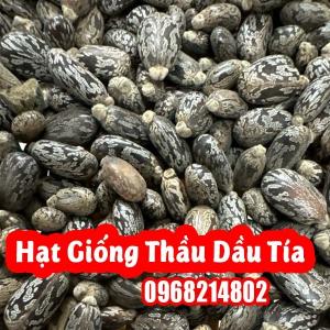 Hướng Dẫn Hạt Giống Cây Thầu Dầu Tía Và Công Dụng