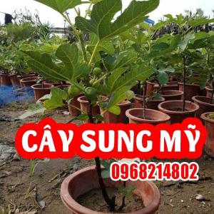 Cây Giống Sung Mỹ - Bí Quyết Làm Giàu Từ Nông Nghiệp Sạch