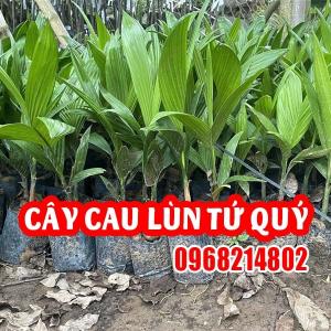 Cây Giống Cau Lùn – Giải Pháp Cảnh Quan Xanh Mát, Phong Thủy Tốt Lành