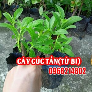 Cây Cúc Tần (Pluchea indica) – Đặc điểm, Công dụng và Cách dùng trong Y học cổ truyền Việt Nam