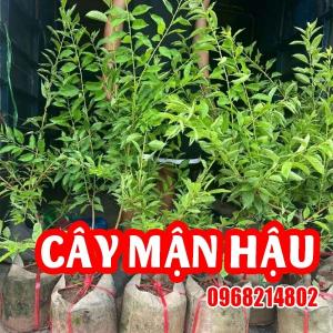Cây Giống Mận Hậu – Giống Cây Ăn Quả Đặc Sản Tây Bắc, Hiệu Quả Kinh Tế Cao