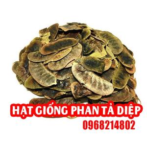 Hạt Giống Phan Tả Diệp: Hướng Dẫn Trồng Và Chăm Sóc Hiệu Quả
