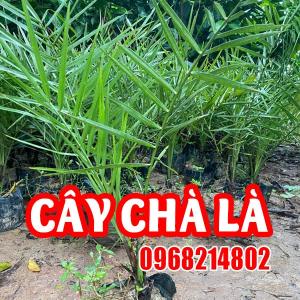 Giống Cây Chà Là – Kho Báu Từ Sa Mạc, Cơ Hội Vàng Cho Nhà Vườn Việt