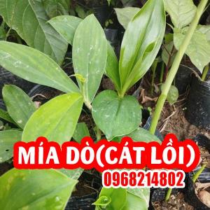 Cây Giống Mía Dò (Cát Lồi) Và Hướng Dẫn Chăm Sóc Cây Mia Dò