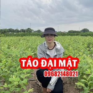 Cây Táo Đại Mật: Trọn Bộ Thông Tin Về Giống Táo 