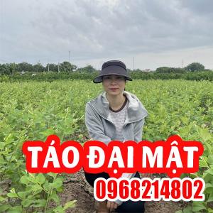 Cây Táo Đại Mật: Trọn Bộ Thông Tin Về Giống Táo 