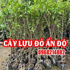 Cây Giống Lựu Đỏ Ấn Độ - Trồng Chậu Cho Trái Ngọt, Vườn Nhà Thêm Sắc