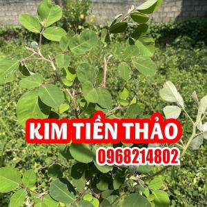 Cây Giống Kim Tiền Thảo - 