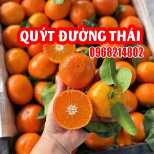 Bán Giống Quýt Đường Thái Lan Chuẩn - Cây Khỏe, Năng Suất Cao, Quả Ngọt Đậm