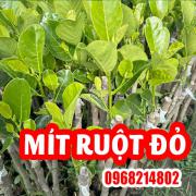 Mua Cây Mít Ruột Đỏ Ơ Đâu Và Bao Nhiêu Tiền 1 Cây