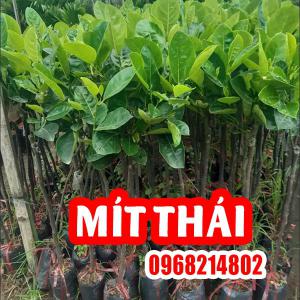 Mua Cây Giống Mít Thái Ở Đâu Và Bao Nhiêu Tiền