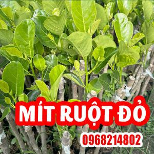 Mua Cây Mít Ruột Đỏ Ơ Đâu Và Bao Nhiêu Tiền 1 Cây