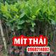 Mua Cây Giống Mít Thái Ở Đâu Và Bao Nhiêu Tiền
