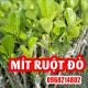 Mua Cây Mít Ruột Đỏ Ơ Đâu Và Bao Nhiêu Tiền 1 Cây